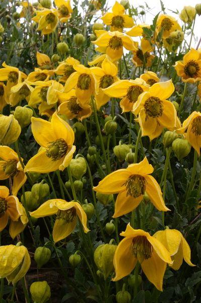 کلماتیس پوست پرتقالی